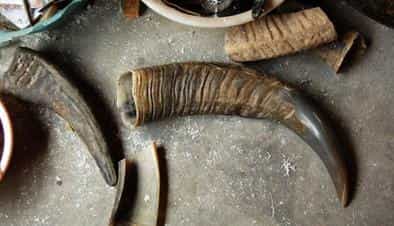 Buffalo Horns Materials for Eyewear